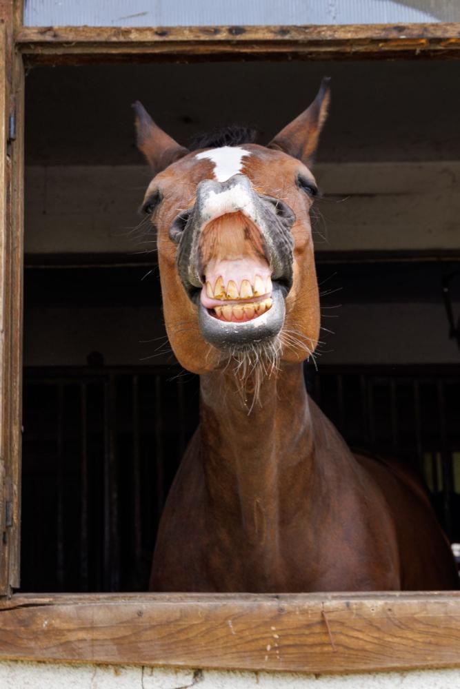 horse neighs in stable, showing its teeth