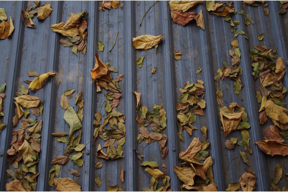 autumn leave on grey metal roof
