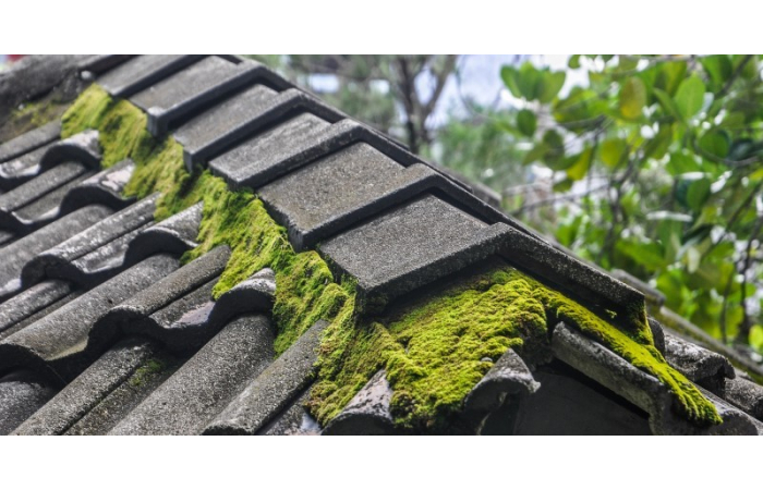 How to Stop Moss Growing on Roof Tiles