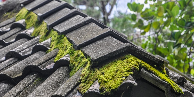 How to Stop Moss Growing on Roof Tiles