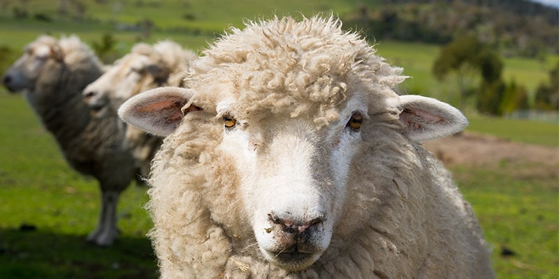 Can Thermafleece Keep my Home Warm?