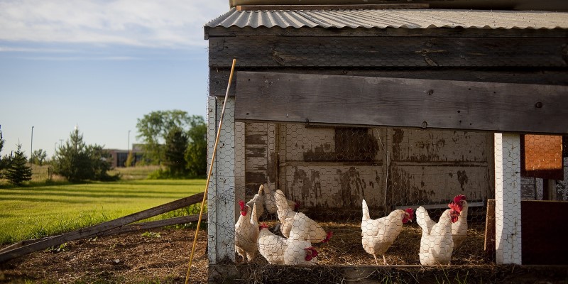 Chicken Coop Roofing Guide