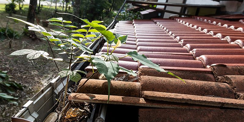 clogged rain gutter