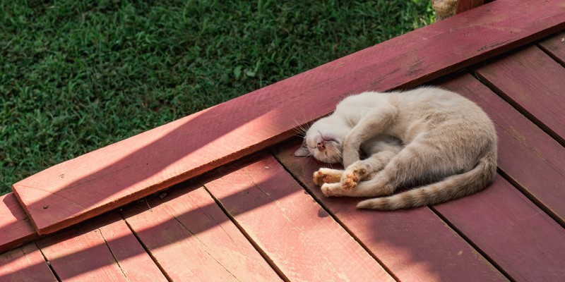 ginger cat lying on red garden deck