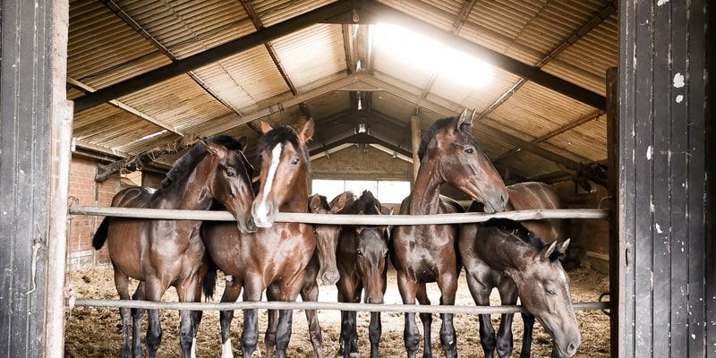 Stable Roofing Sheets: What Are the Best Solutions?