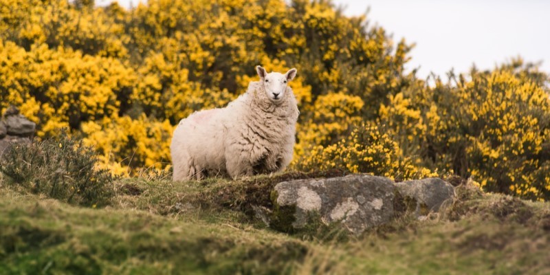 Benefits of Sheep's Wool Insulation