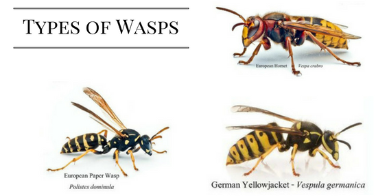 1d31ea17c617dabff0ad072647eea019