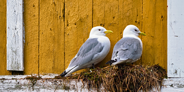 Nesting Birds