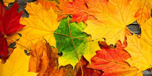 Autumn Leaves