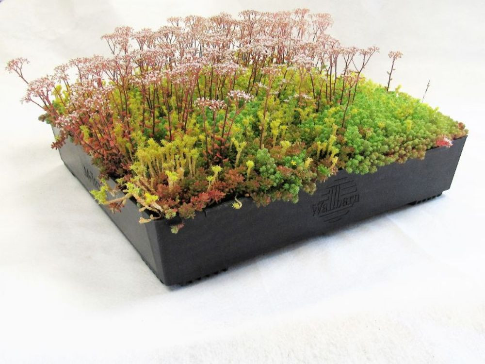 Wallbarn - M-Tray Wildflower Green Roof Kit with Geotextile Fleece Wallbarn - M-Tray Wildflower Green Roof Kit with Geotextile Fleece
