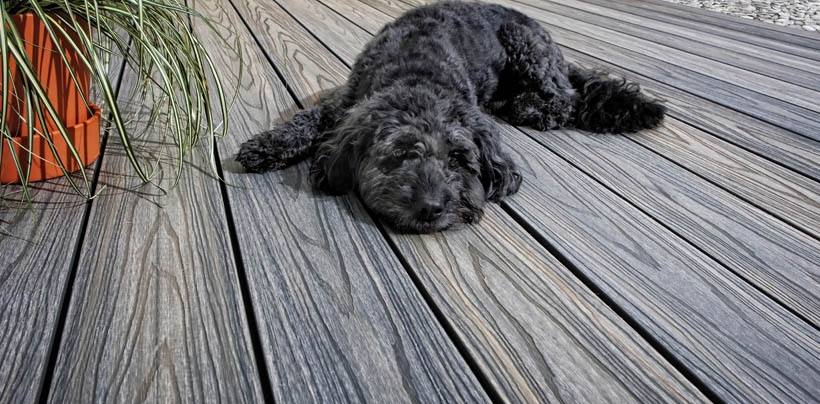 Dog Laying on Composite Decking Boards