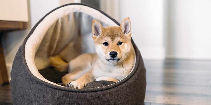 dog sitting in dog bed