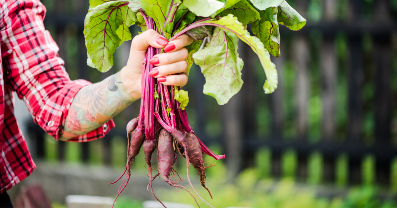 gardener holding chards