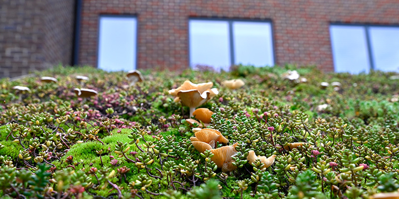 green roofs